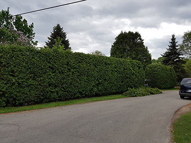 Coupe Haie Deux-Montagnes