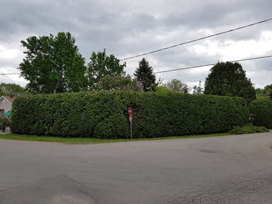 Taille Haie Deux-Montagnes